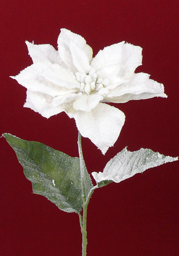Image of Besneeuwde witte kerstster 71 cm