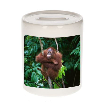 Animal photo money box orangutans