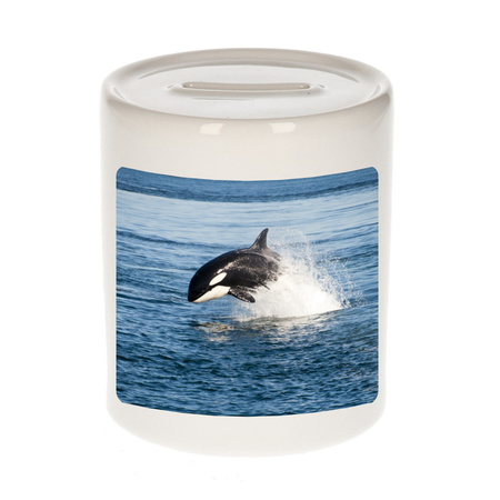 Animal photo money box orcas